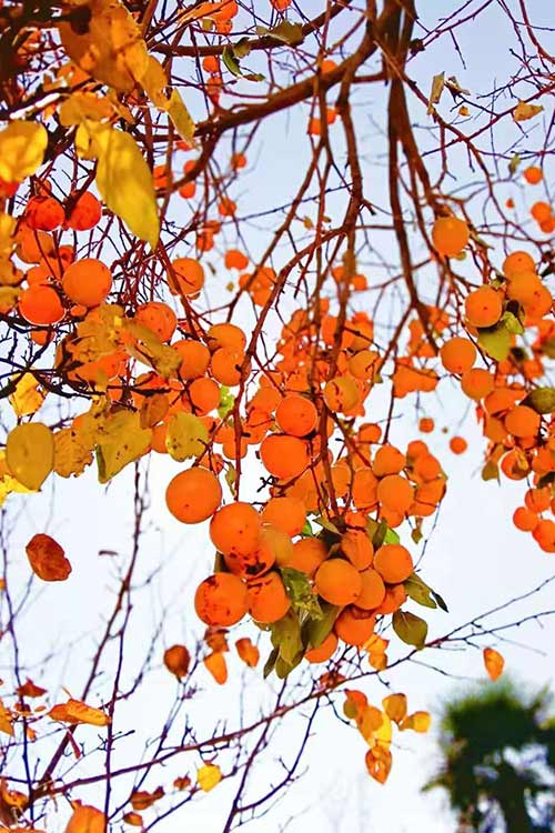 1638431135189784.jpg 22.jpg